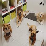 Peluquería Canina Puppy – Peluquería Canina en Santander