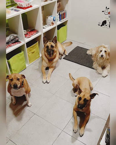 Peluquería Canina Puppy en Cantabria