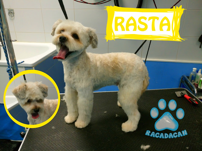 Peluquería Canina Racadacan en Zaragoza