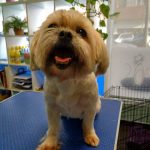 Peluqueria Canina Reguau!Pos – Peluquería Canina en Bilbao