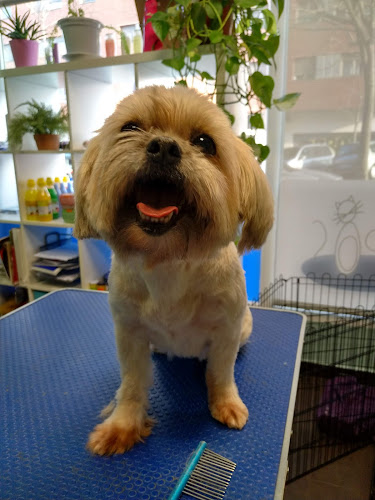 Peluqueria Canina Reguau!Pos en Biscay