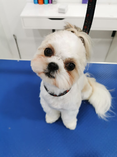 Peluqueria Canina Ribadeo - Peluqueria Canina-Autolavado Mascotas 24H- Lavandería Ropa Mascotas 24H en Lugo
