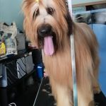 Peluquería Canina Ricardo Varona – Peluquería Canina en Torremolinos