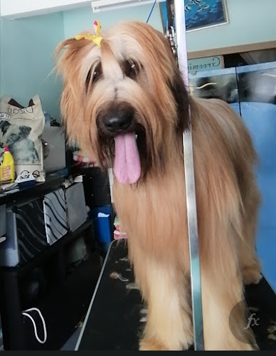 Peluquería Canina Ricardo Varona en Málaga