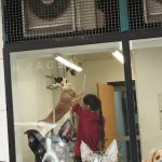 Peluquería Canina Rulos – Peluquería Canina en Palma