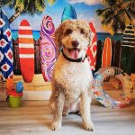 Peluqueria Canina Sanrock – Peluquería Canina en Meco