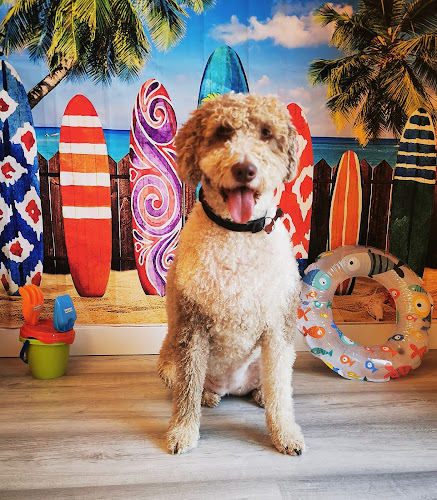 Peluqueria Canina Sanrock en Madrid