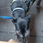 Peluquería Canina Sara Escudero – Peluquería Canina en Gijón