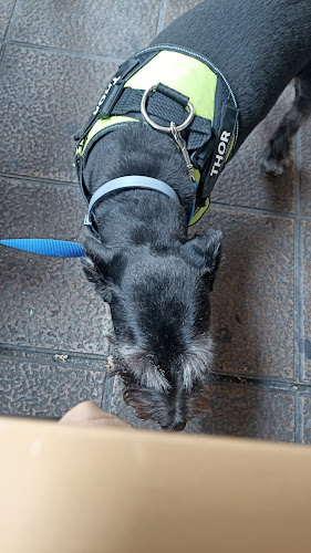Peluquería Canina Sara Escudero en Asturias