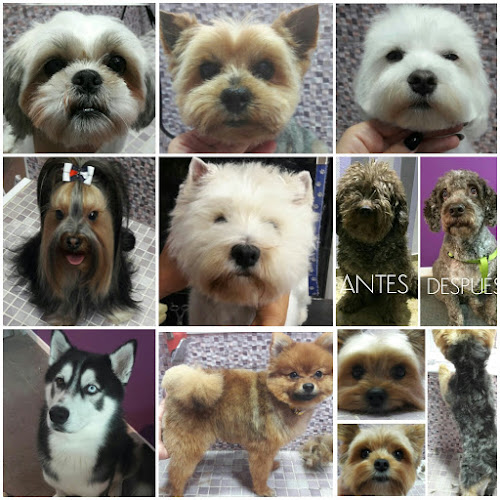 Peluqueria Canina Sevilla Este en Sevilla