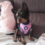 Peluquería Canina Sweetcoco – Peluquería Canina en Paterna