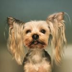 Peluquería Canina Teckel – Peluquería Canina en Pamplona