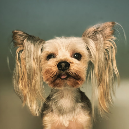 Peluquería Canina Teckel en Navarra