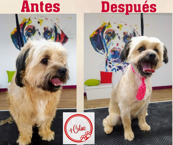 Peluquería Canina -Tienda De Alimentación + Cotas en A Coruña