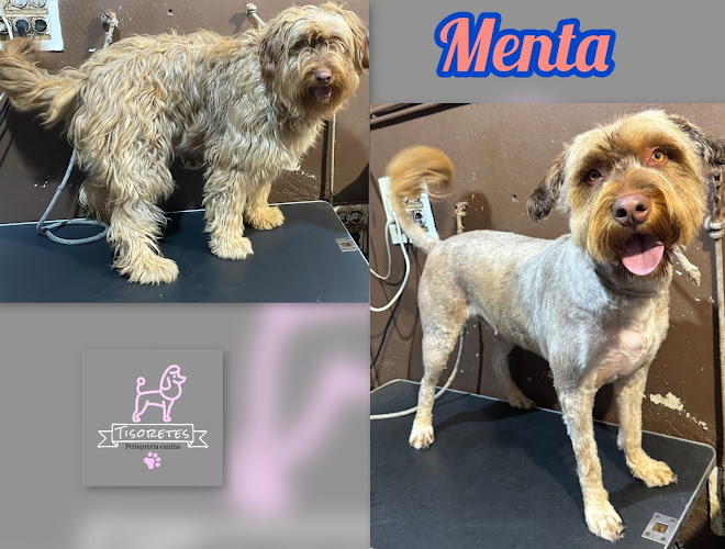 Peluquería Canina Tisoretes en Castellón