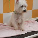 Peluquería Canina Tonacan – Peluquería Canina en Tudela