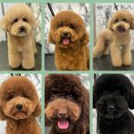 Peluquería Canina Valtercan – Peluquería Canina en Paterna