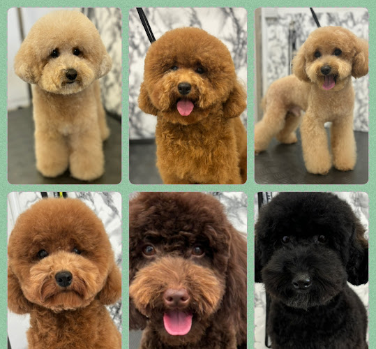 Peluquería Canina Valtercan en Valencia