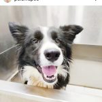 Peluqueria Canina Wapo`s – Peluquería Canina en El Arenal