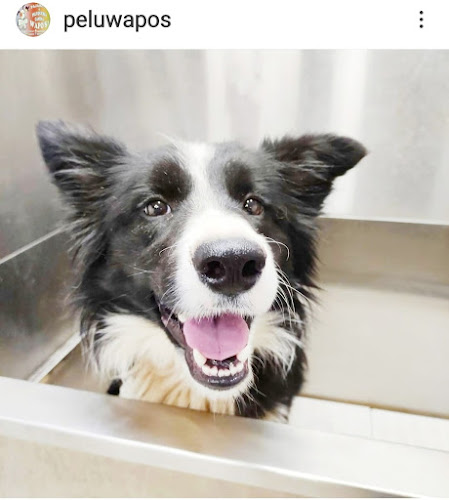 Peluqueria Canina Wapo`s en Balearic Islands