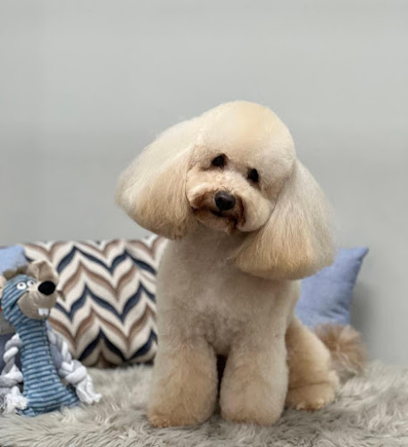 Peluquería Canina Y Autolavado Perros Iris en Madrid