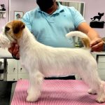 Peluquería Canina Y Escuela De Peluqueria Plucking En Santander – Peluquería Canina en Santander