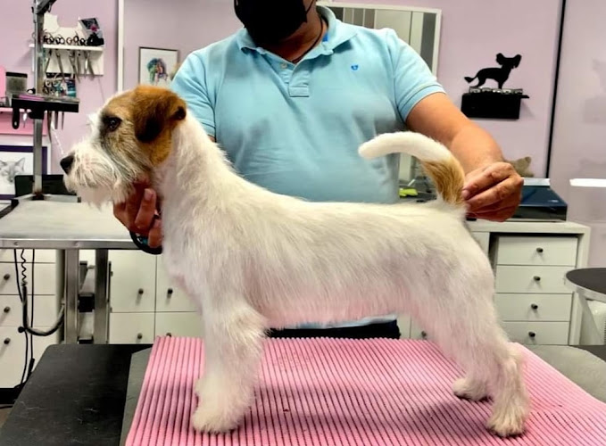 Peluquería Canina Y Escuela De Peluqueria Plucking En Santander en Cantabria