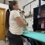 Peluquería Canina Y Felina – Peluquería Canina en Logroño