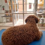 Peluquería Canina Y Felina Aguas En Calma. – Peluquería Canina en La Laguna