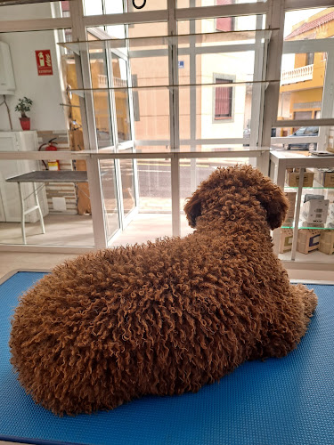 Peluquería Canina Y Felina Aguas En Calma. en Santa Cruz De Tenerife