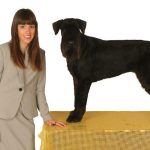 Peluquería Canina Y Felina Art Pet – Peluquería Canina en Alcañiz