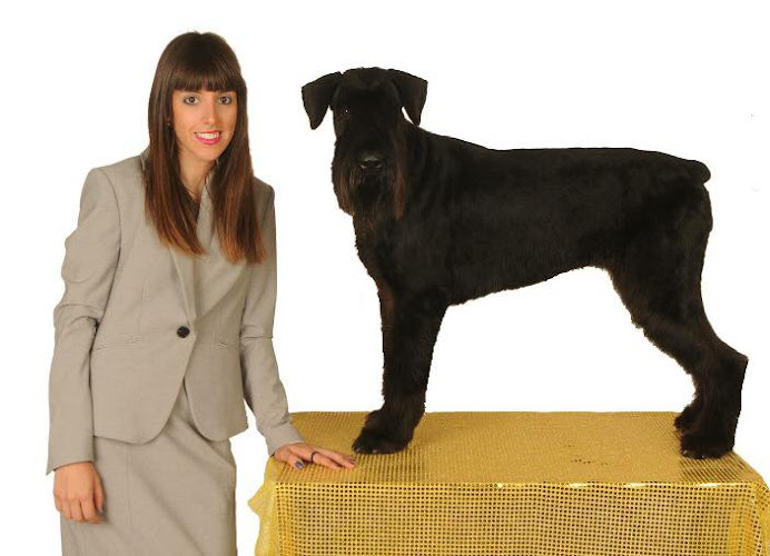 Peluquería Canina Y Felina Art Pet en Teruel