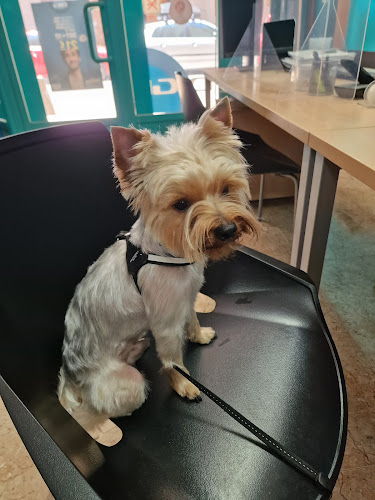 Peluqueria Canina Y Felina 