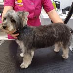Peluquería Canina Y Felina Las Huellitas By Maku – Peluquería Canina en Vecindario