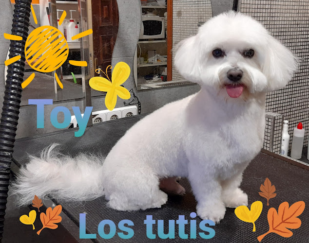 Peluquería Canina Y Felina Los Tutis en Barcelona