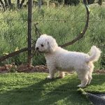 Peluqueria Canina Y Felina Masco Kyty – Peluquería Canina en El Casar