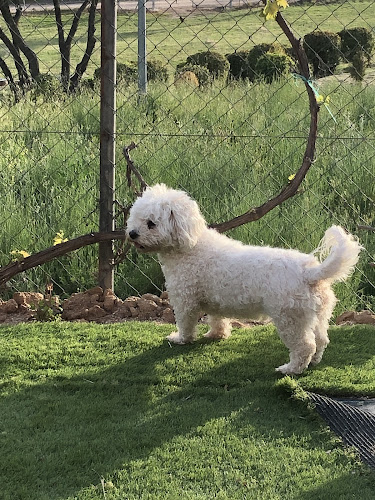 Peluqueria Canina Y Felina Masco Kyty en Guadalajara