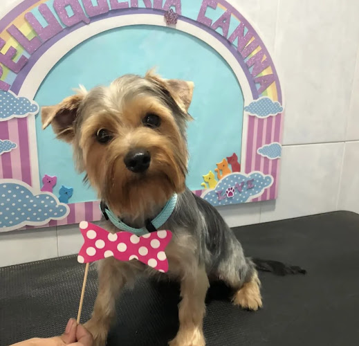 Peluquería Canina Y Felina Mestre Palau en Valencia