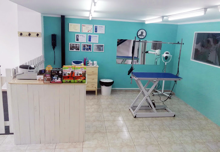 Peluquería Canina Y Felina Michican en Asturias