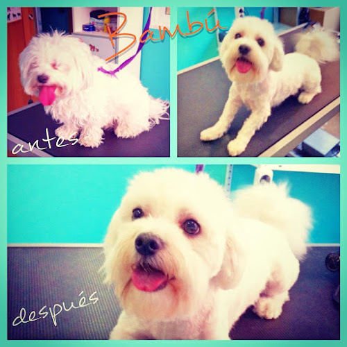 Peluquería Canina Y Felina -Narval Mascotas - Leganés en Madrid