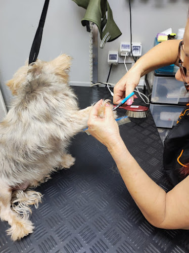 Peluquería Canina Y Felina Pelitos en Zaragoza