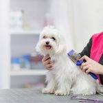 Peluquería Canina Y Tienda - Clínica Bahía – Peluquería Canina en Santander