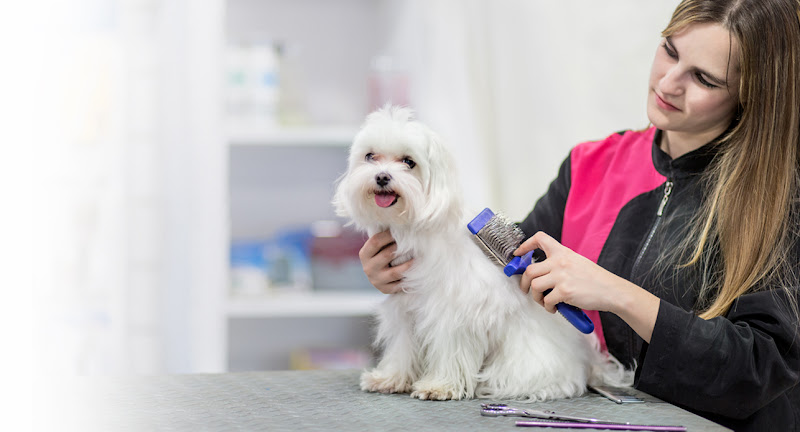 Peluquería Canina Y Tienda - Clínica Bahía en Cantabria