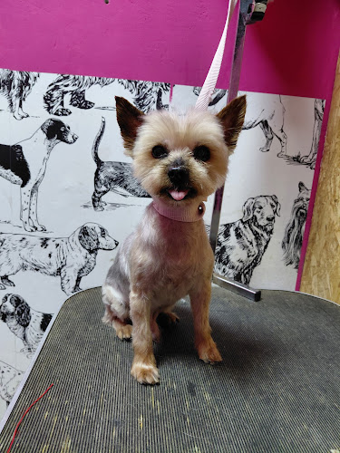Peluquería Canina Y Tienda De Mascotas En Las Palmas - Peludogs en Las Palmas