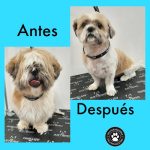Peluquería Canina Y Tienda De Mascotas Villamascotas – Peluquería Canina en Burjassot