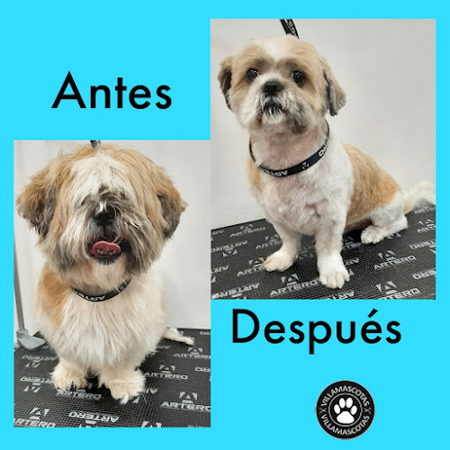 Peluquería Canina Y Tienda De Mascotas Villamascotas en Valencia
