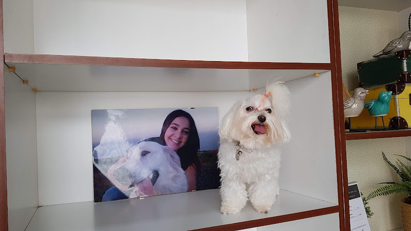 Peluquería Canina Yaiza Suárez en Las Palmas