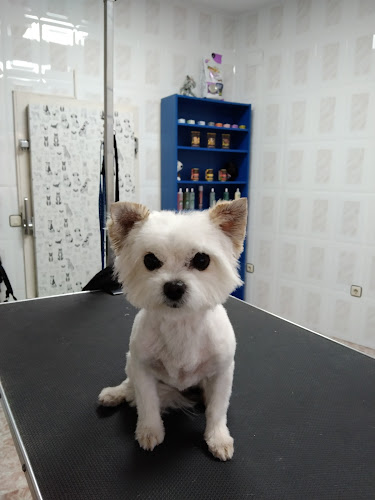 Peluqueria Canina Yoana en Ciudad Real