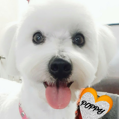 Peluquería Canina Zaunk en Navarra