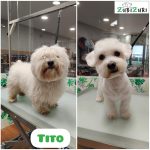 Peluquería Canina Zubizuri – Peluquería Canina en Bilbao